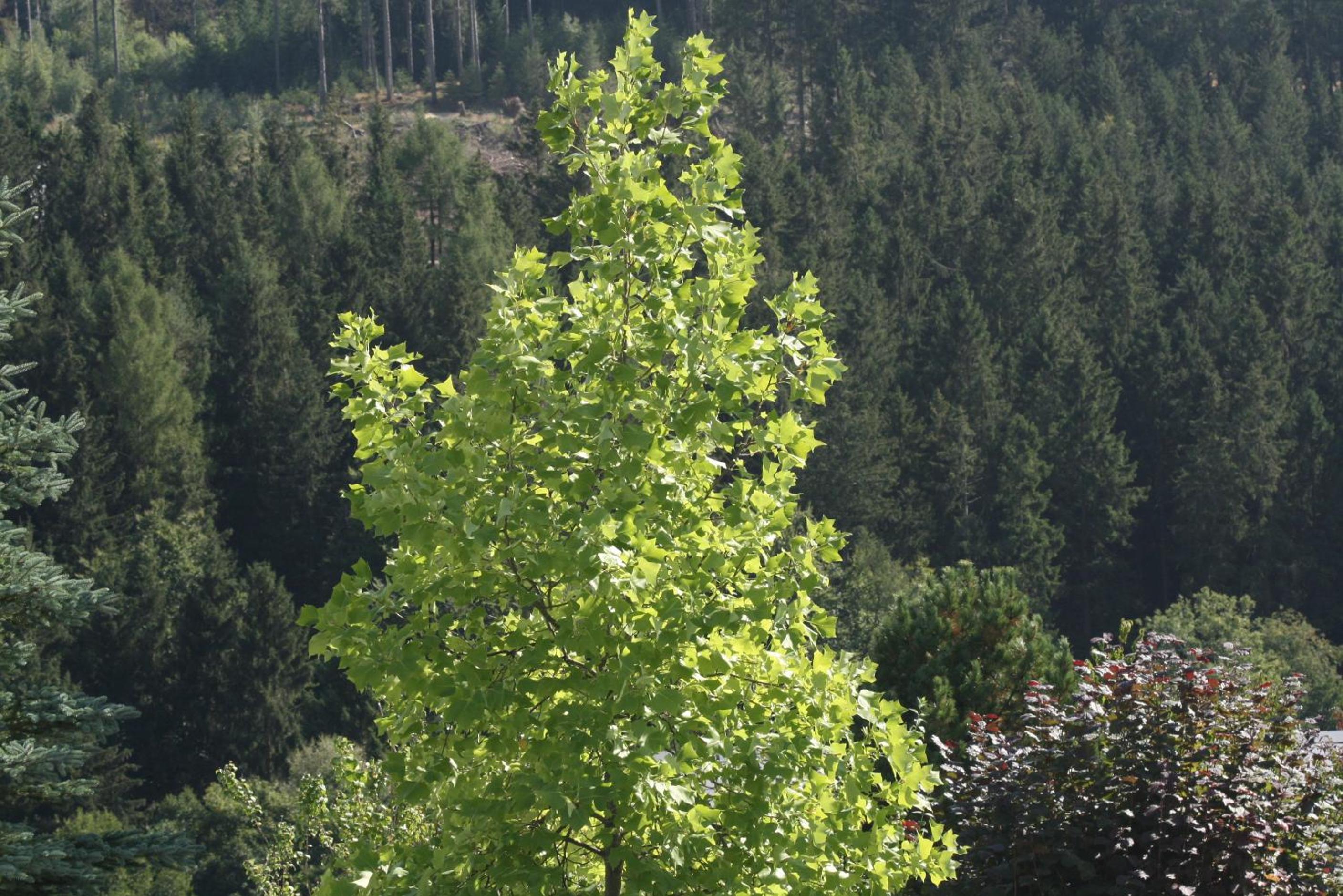 Vakantiewoning EvaLisa