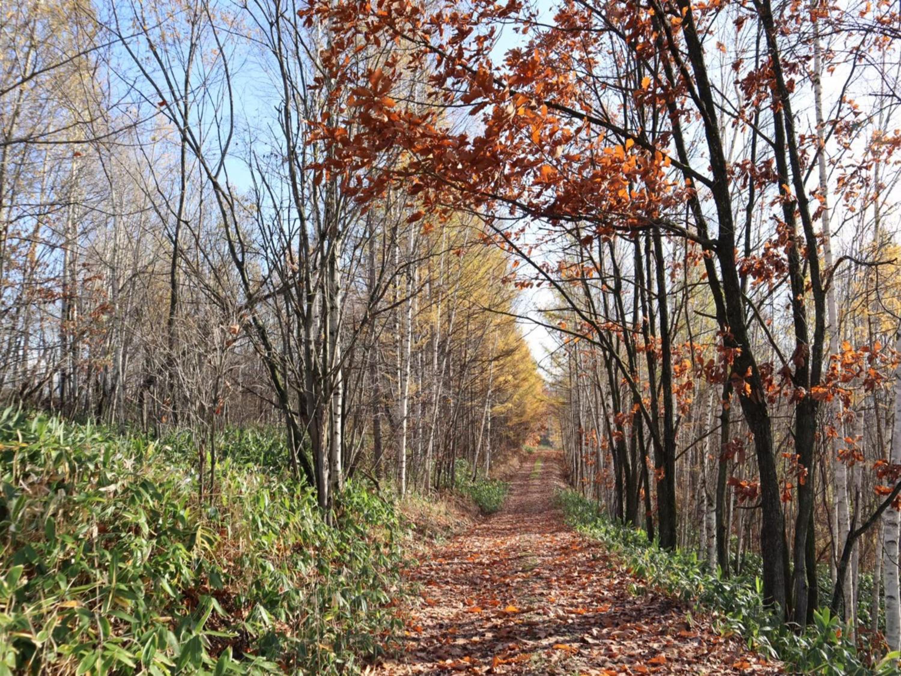 Maple Farm view 5