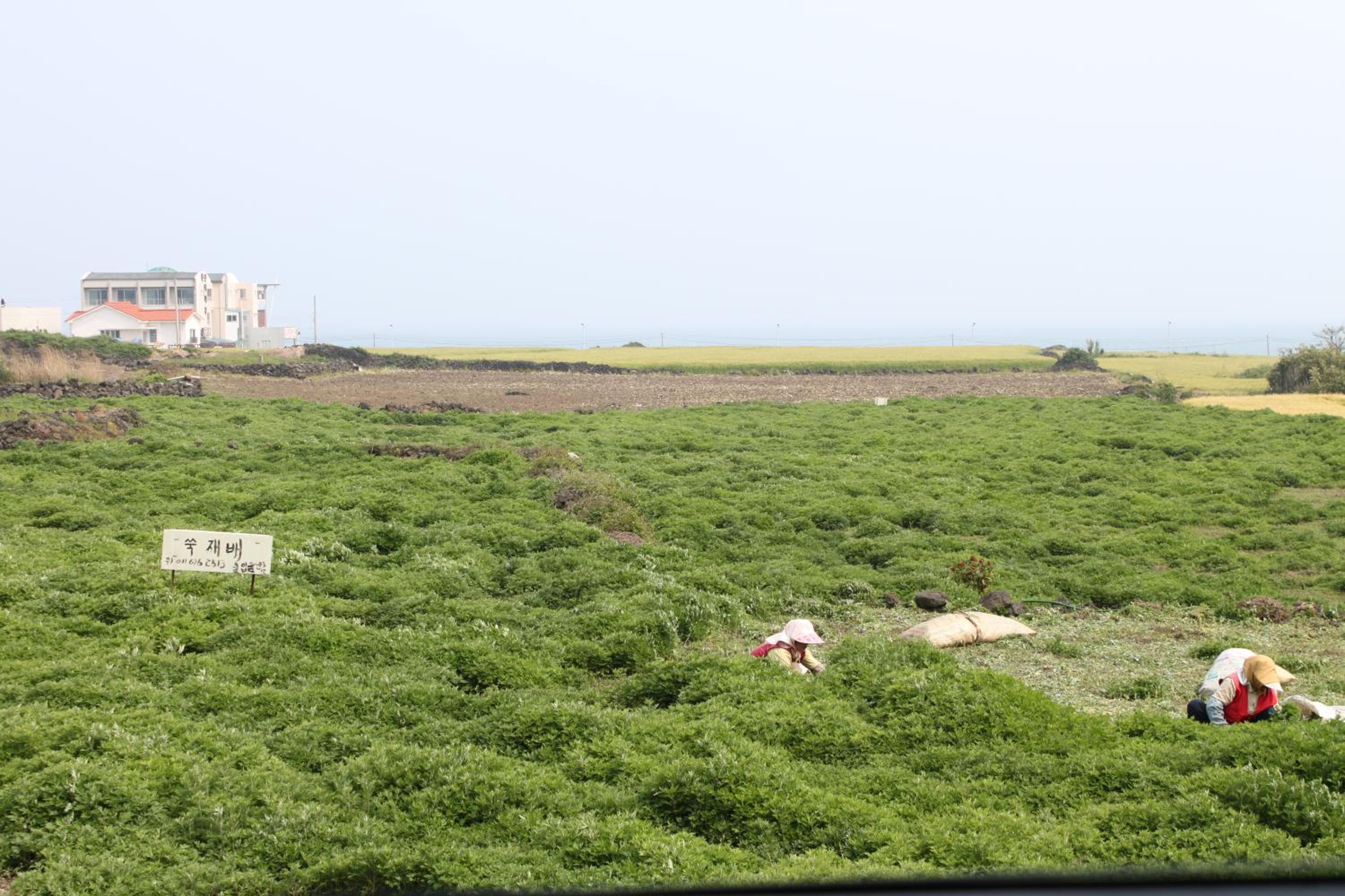 Jeju Gillime Pension