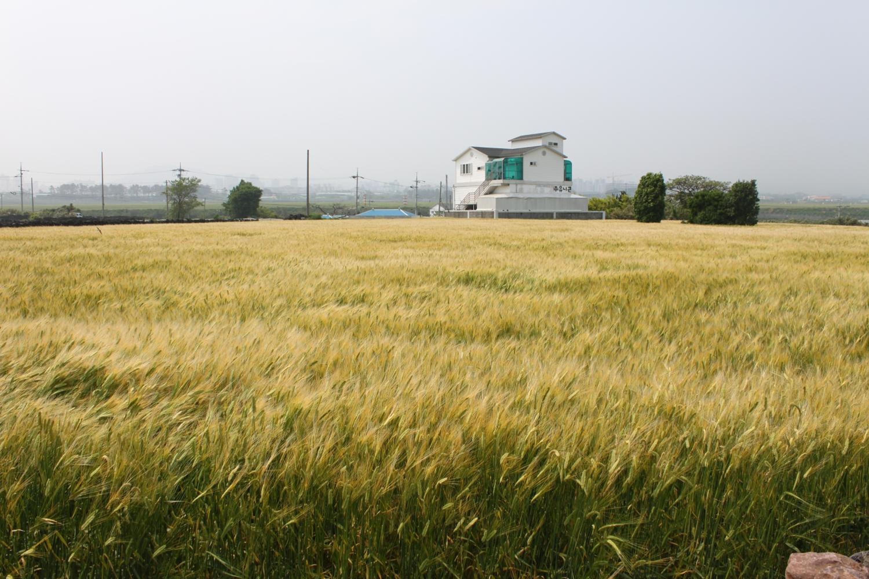 Jeju Gillime Pension