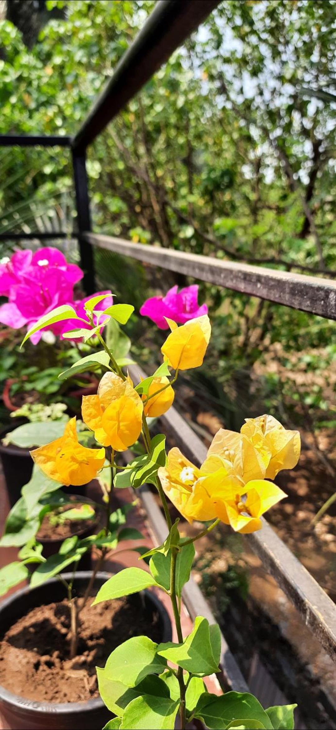 Bageecha B&B- Vaayu, photo 52