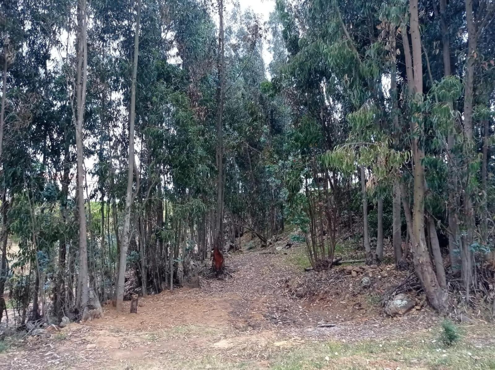 Photo 37