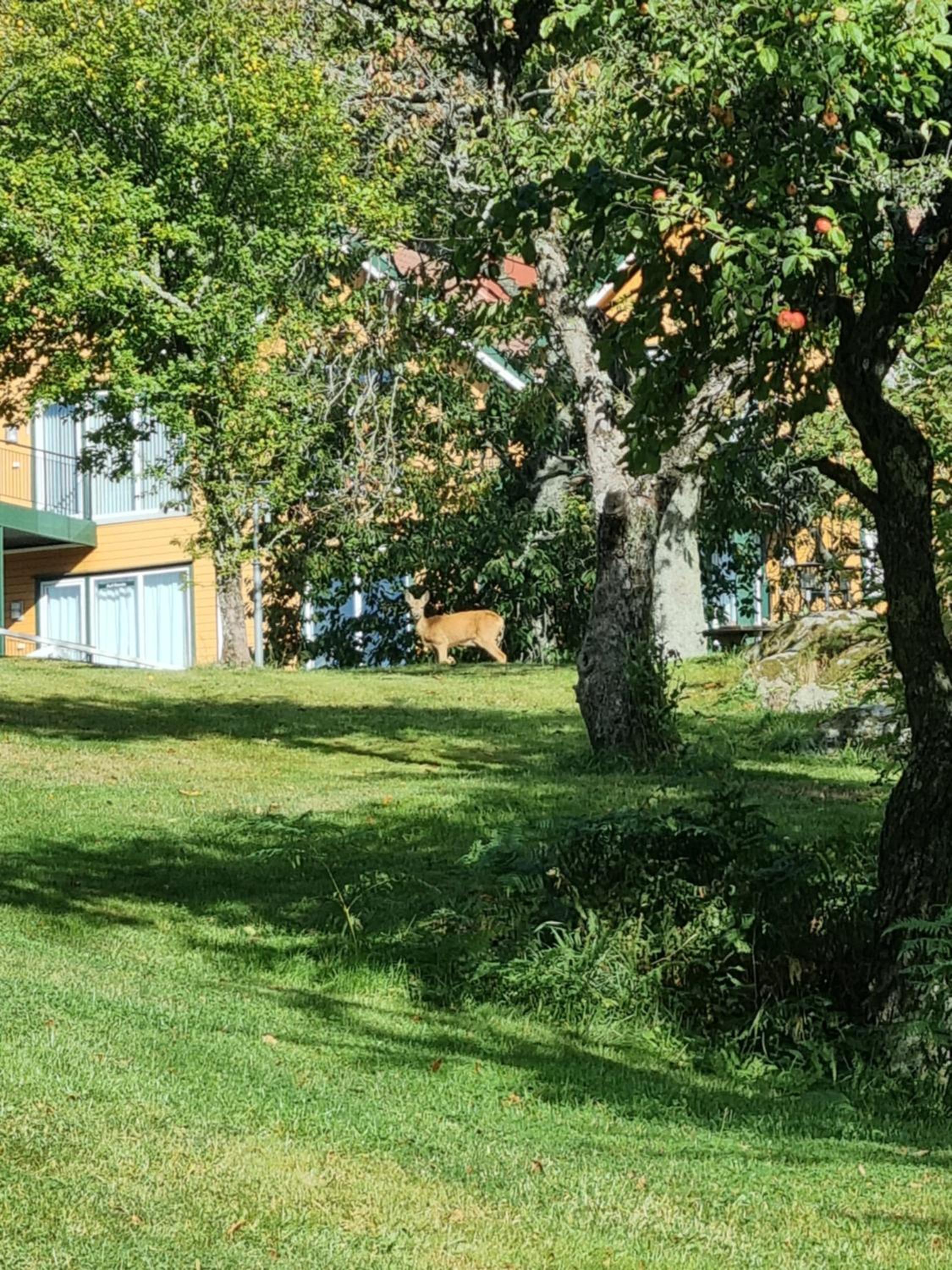 Hausvikstranda view 4