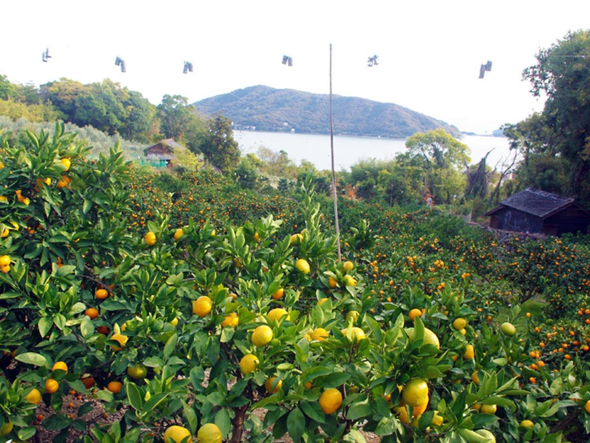 olive no sato vingh four eyes shodoshima / Vacation STAY 79065 view 4