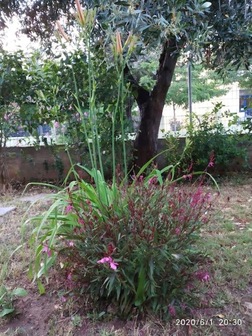 Anadora 2: Hospitable stone house with yard view 5