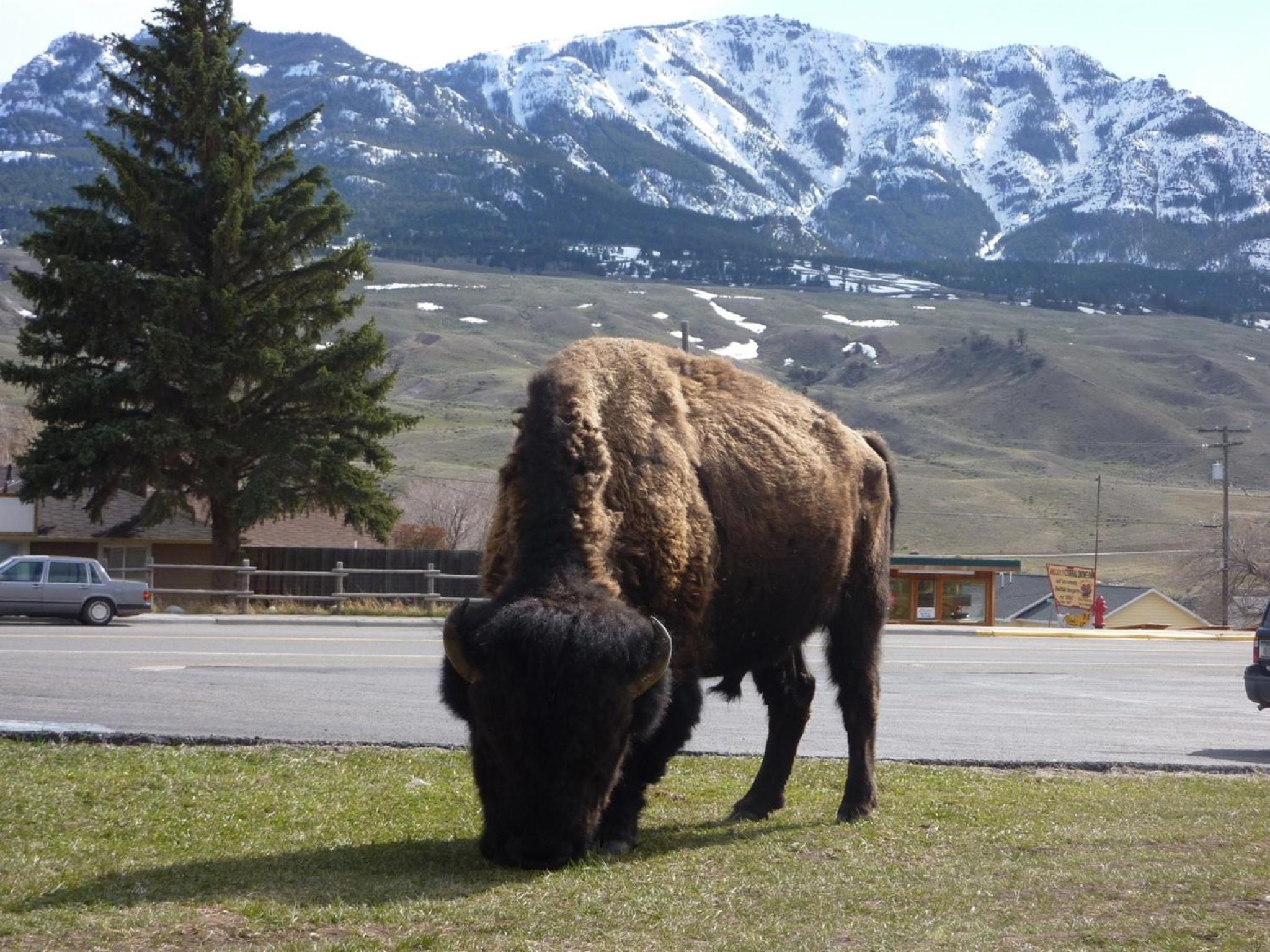 Yellowstone Gateway Inn view 2