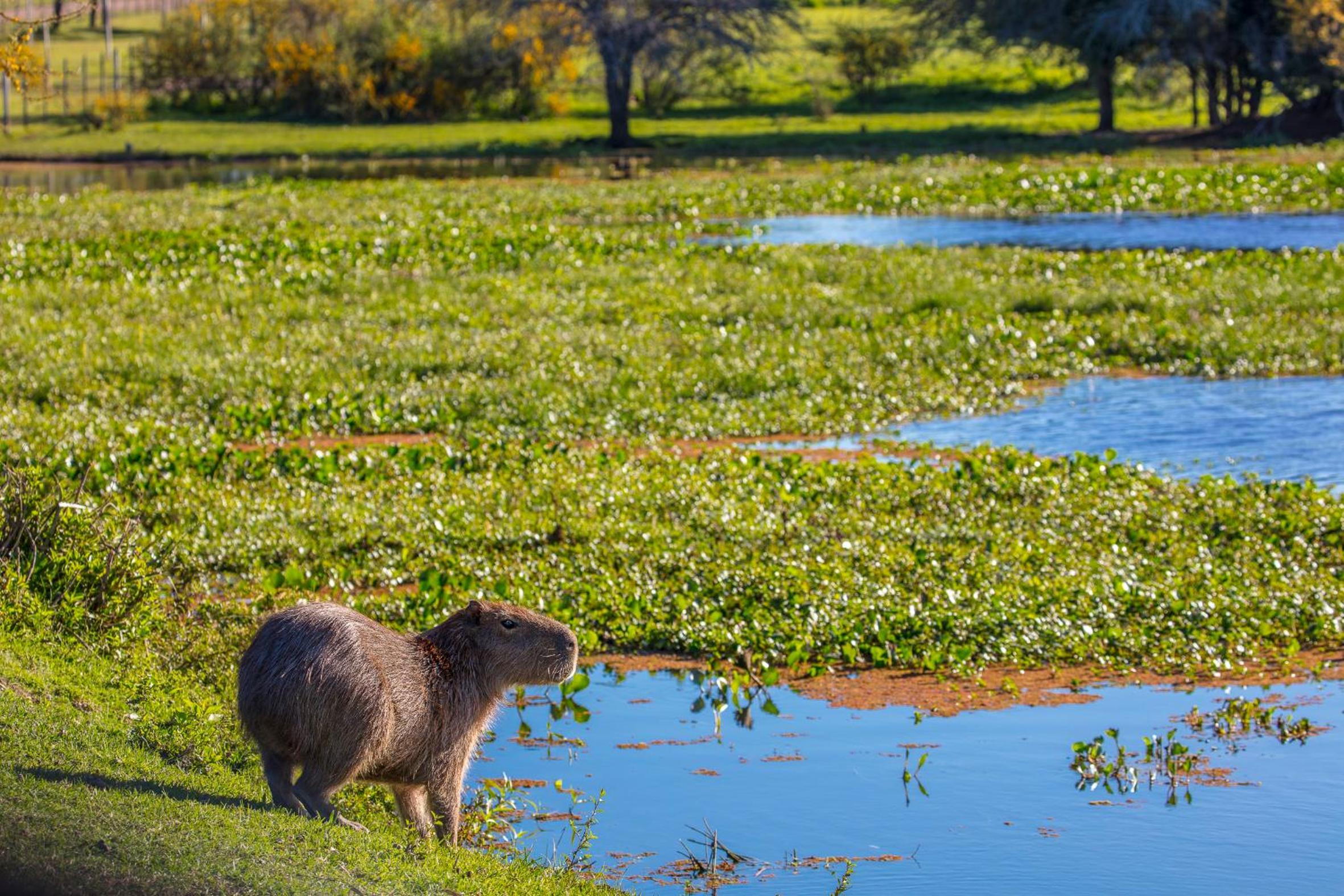 Estancia San Agustin