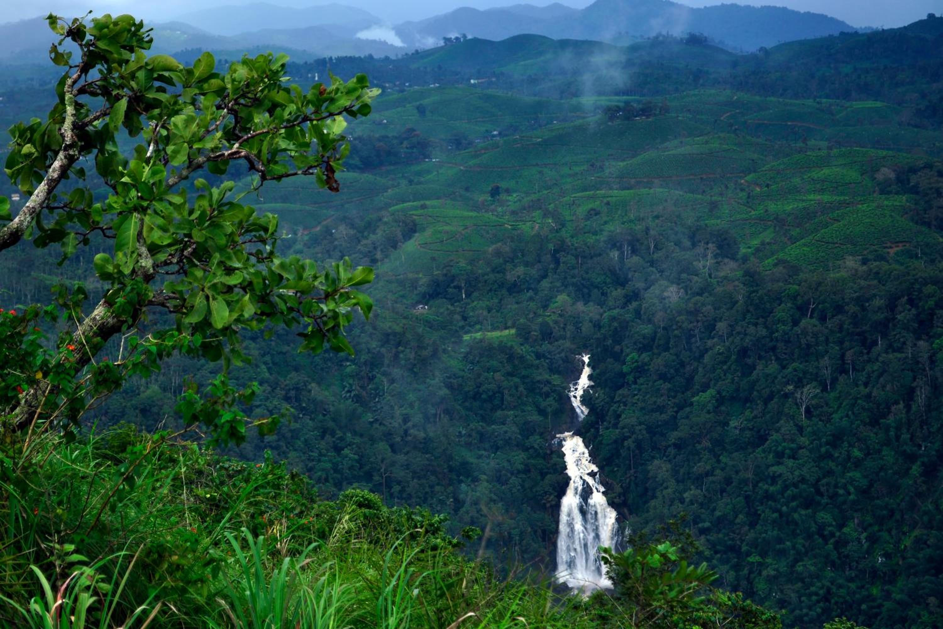 Grassroots Wayanad, Valley-view Tents