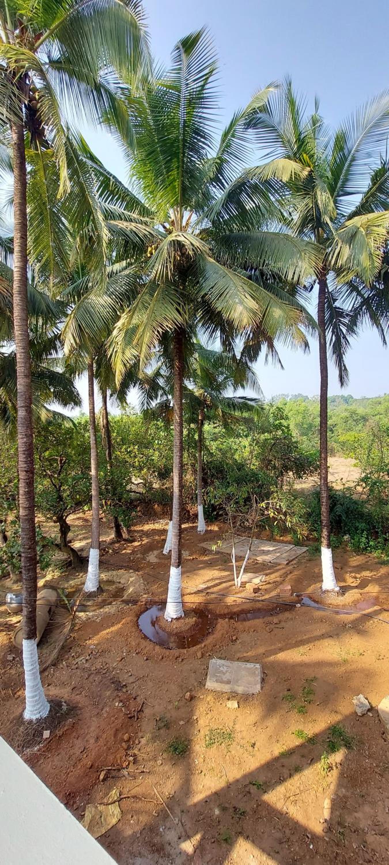 Sneha Farm House view 3