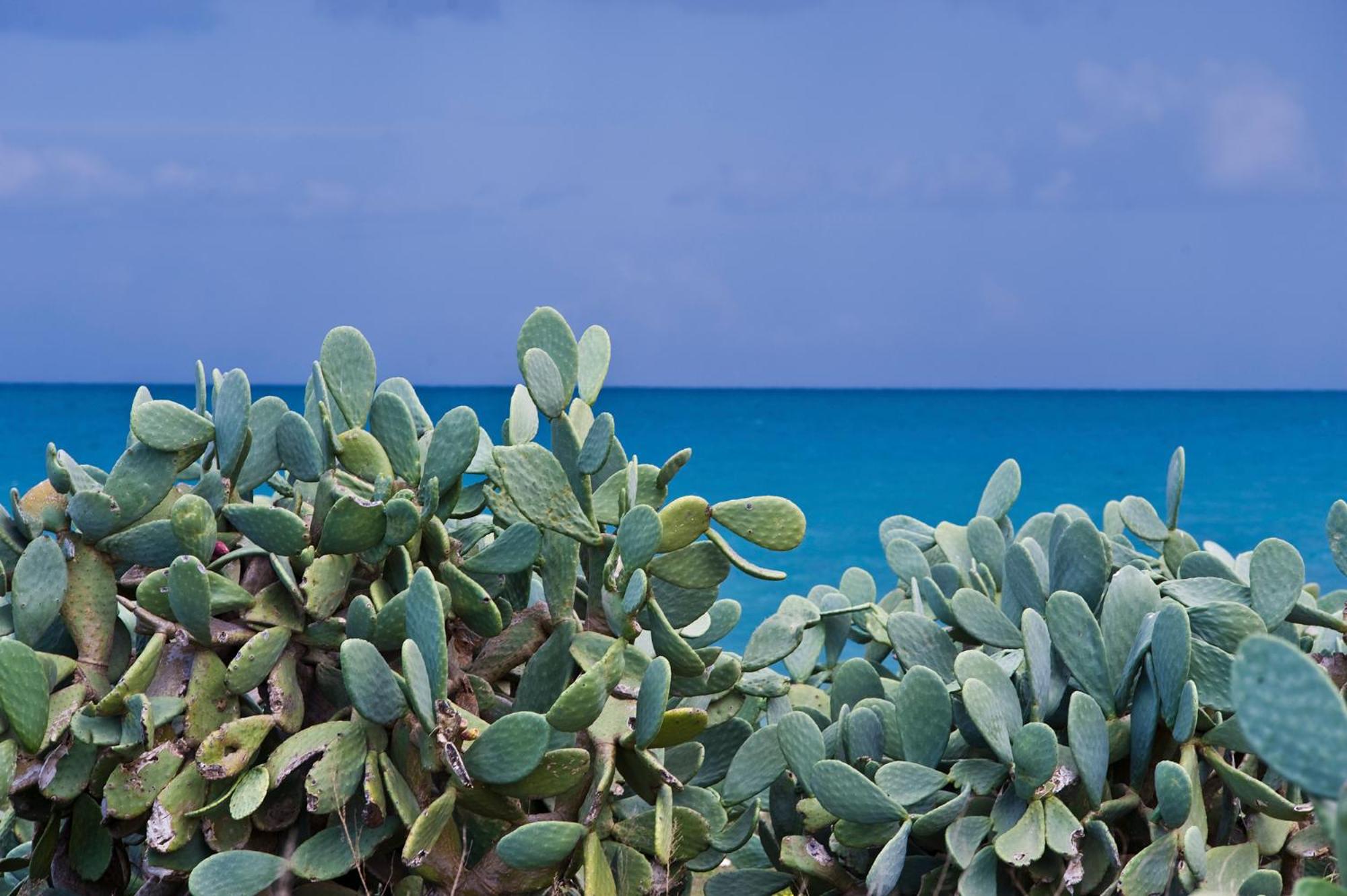 LA TERRAZZA DI PUGLIA view 3