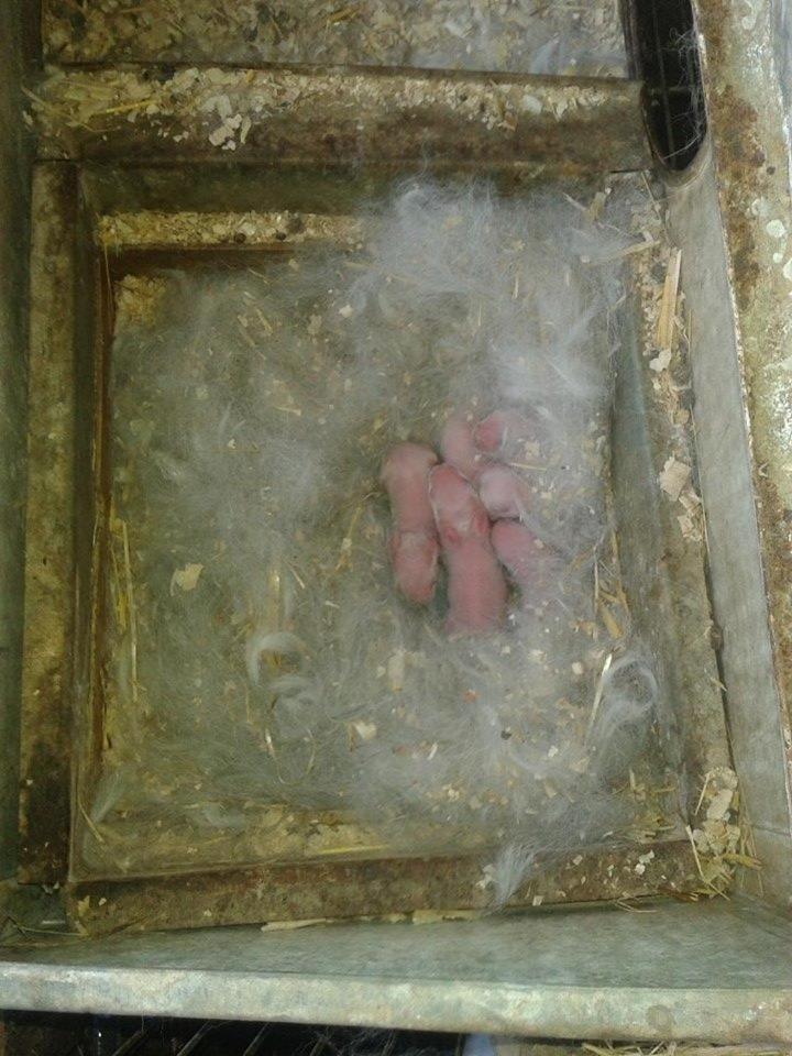 Photo 46