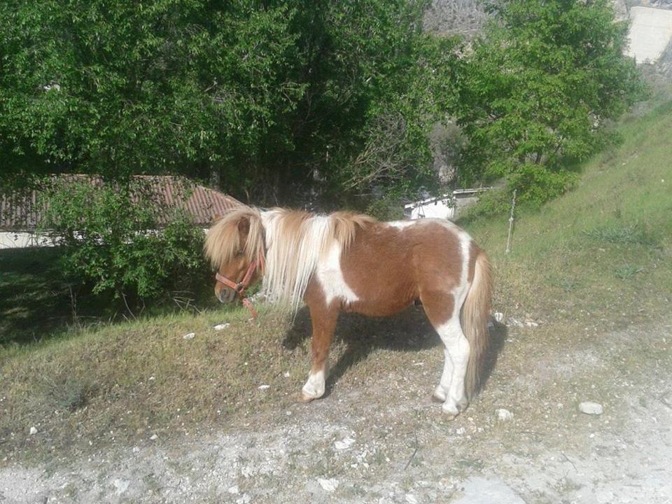 Photo 47