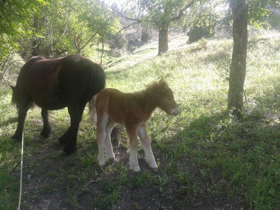 Photo 49