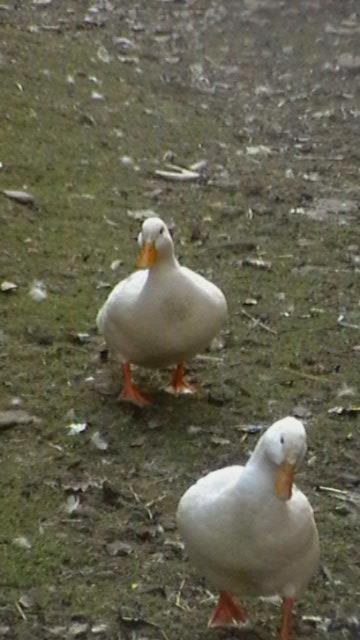 Photo 36