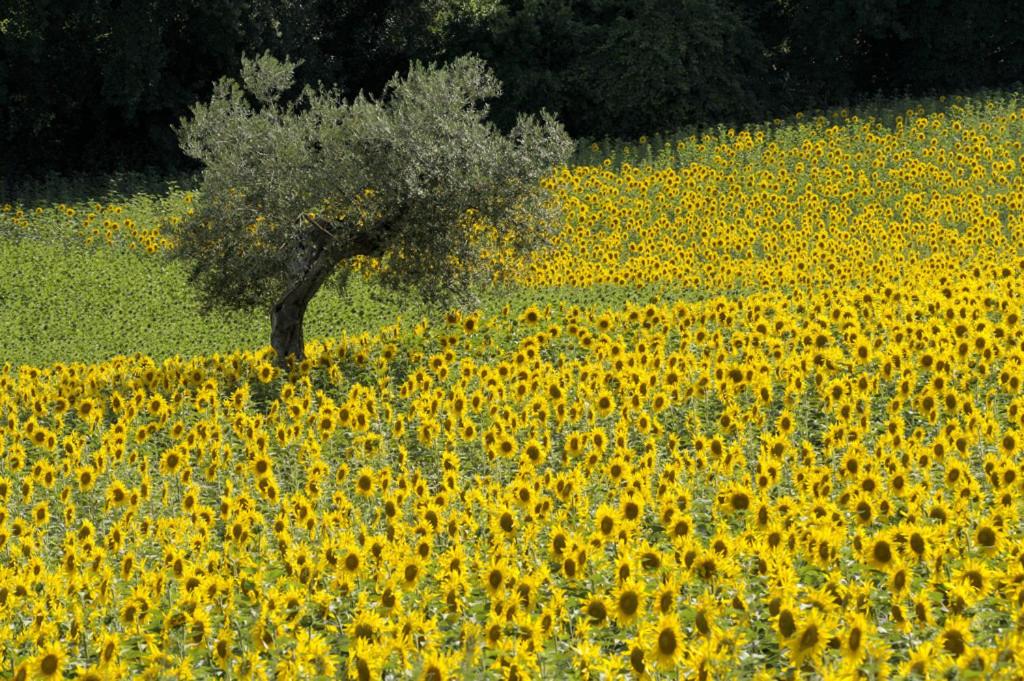 Agriturismo Il Gelso Antico
