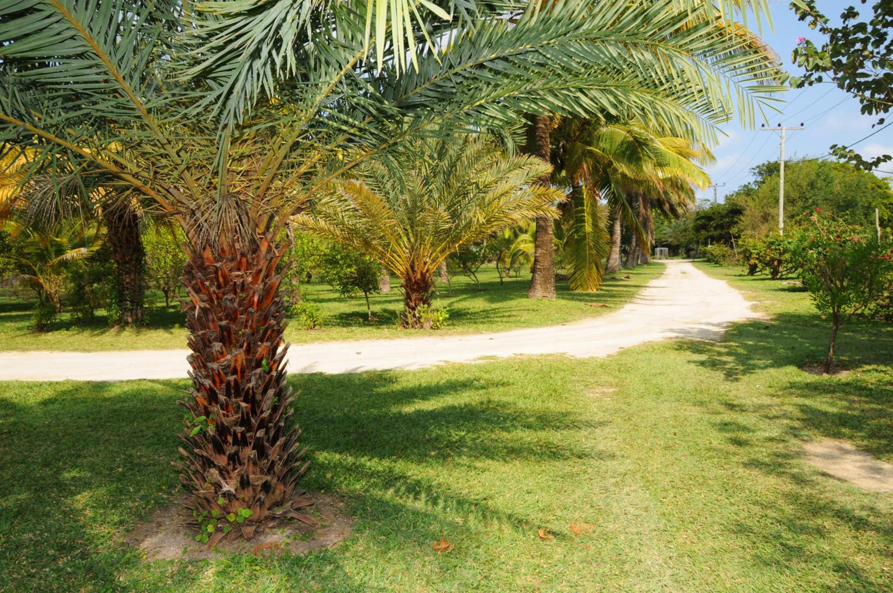 La Cocoteraie