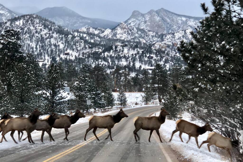 20 percent off Hot Tub! Pets Ok! Perfect Estes Park Getaway, Walk to Town 3 Kings!#3337