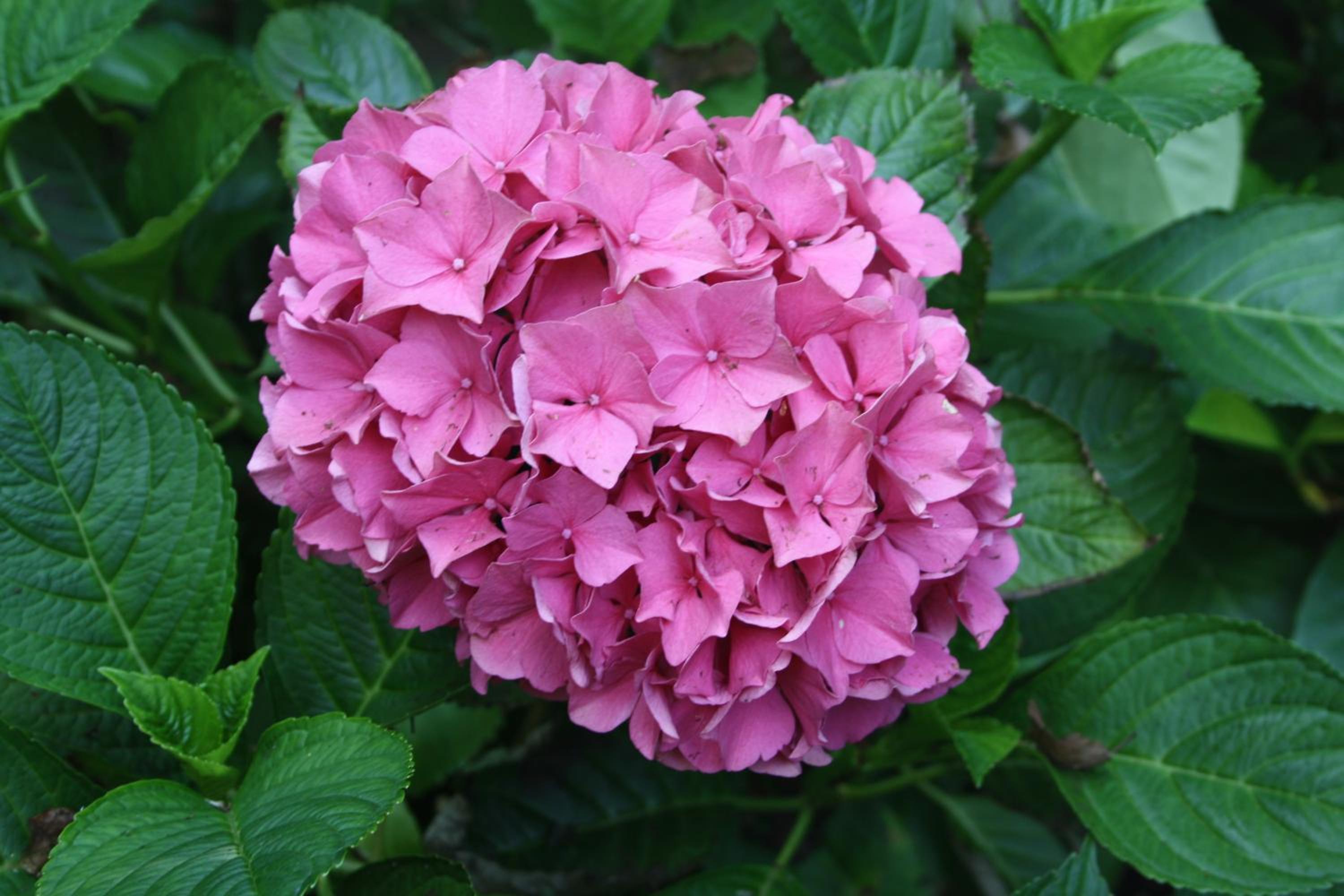 Photo 41
