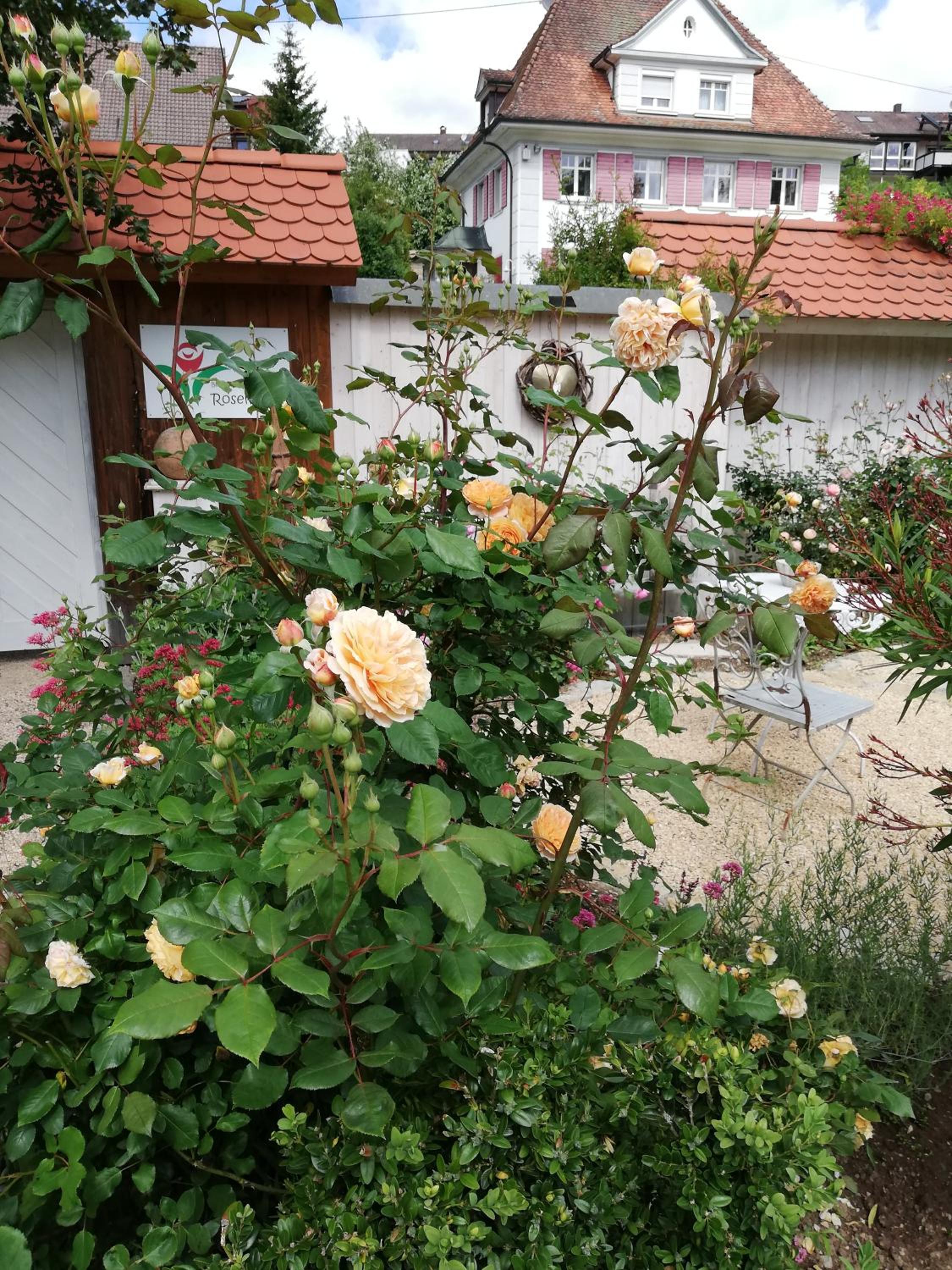 B&B Rosenliebe