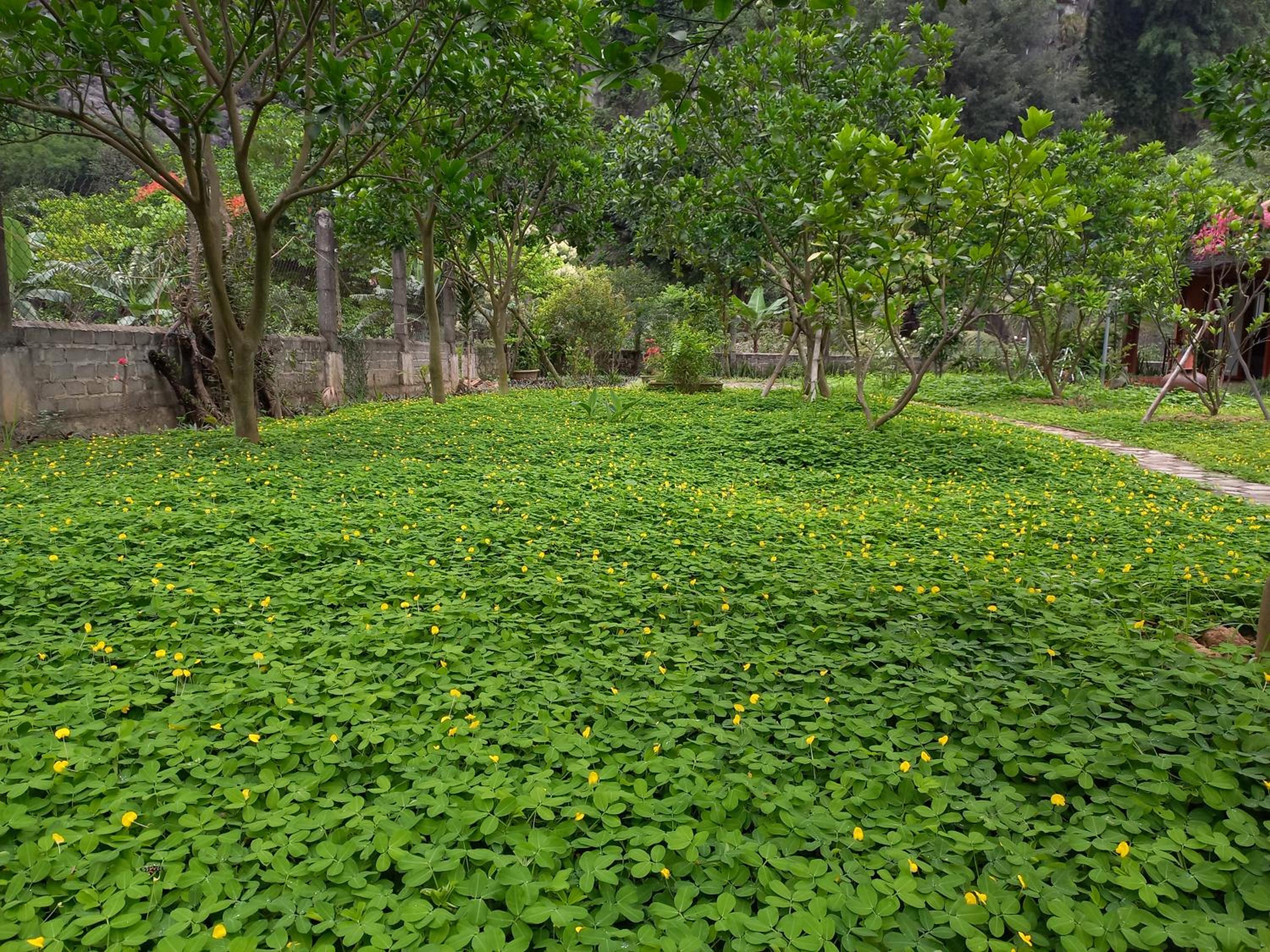 Yen Binh Homestay view 3