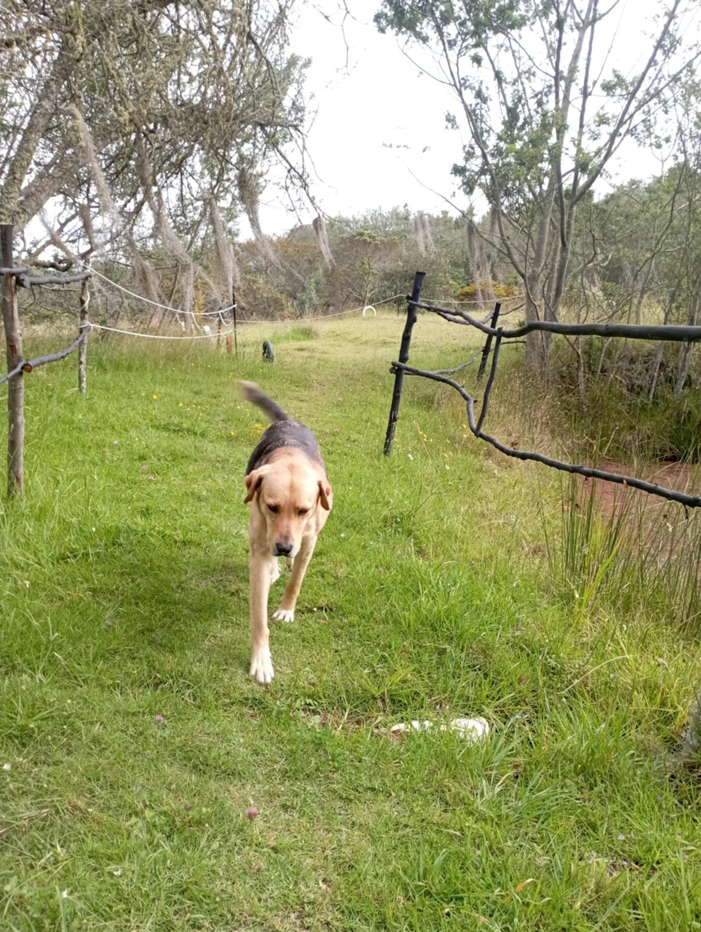 Glamping El Refugio view 5