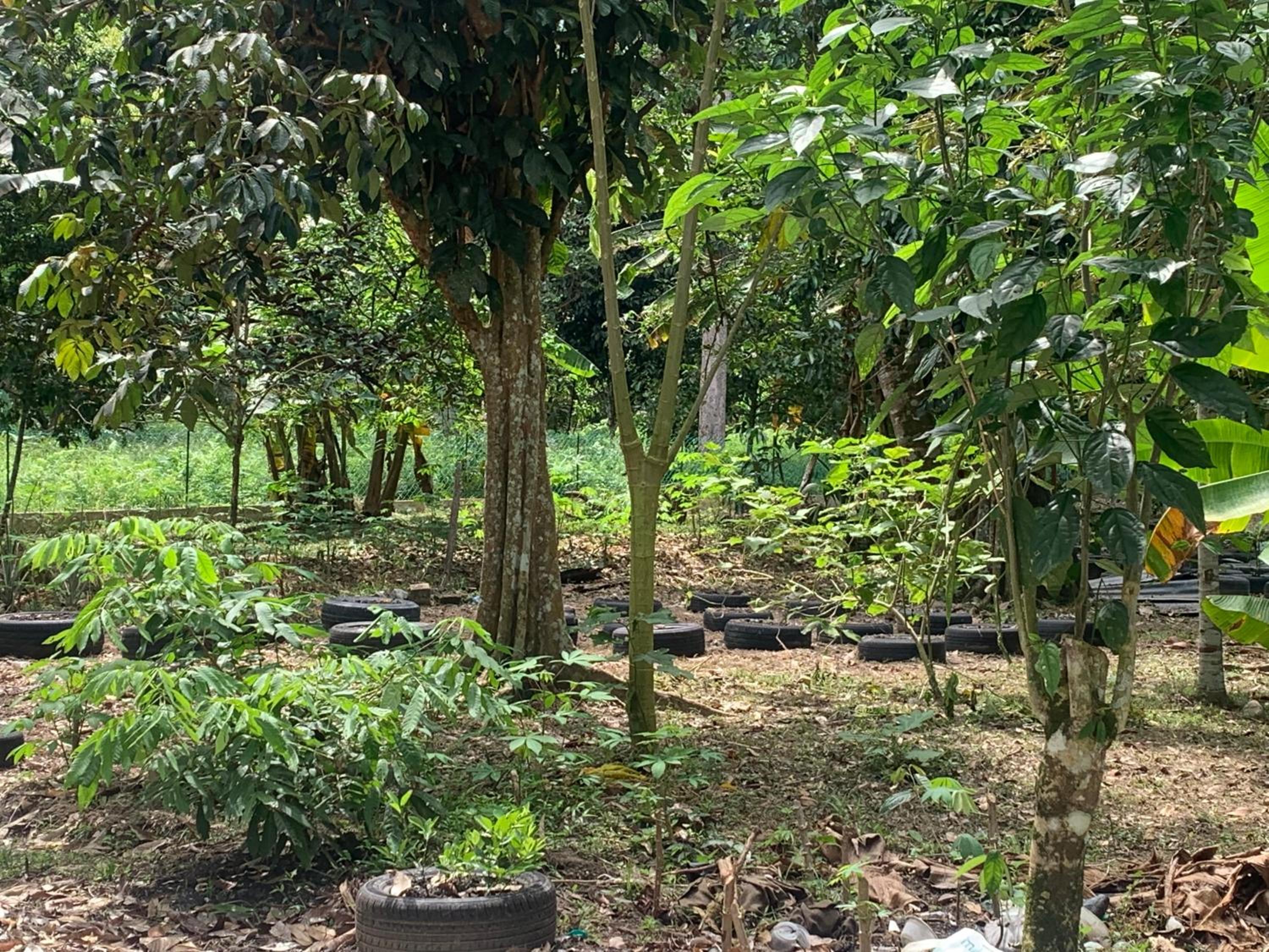 Damai Homestay