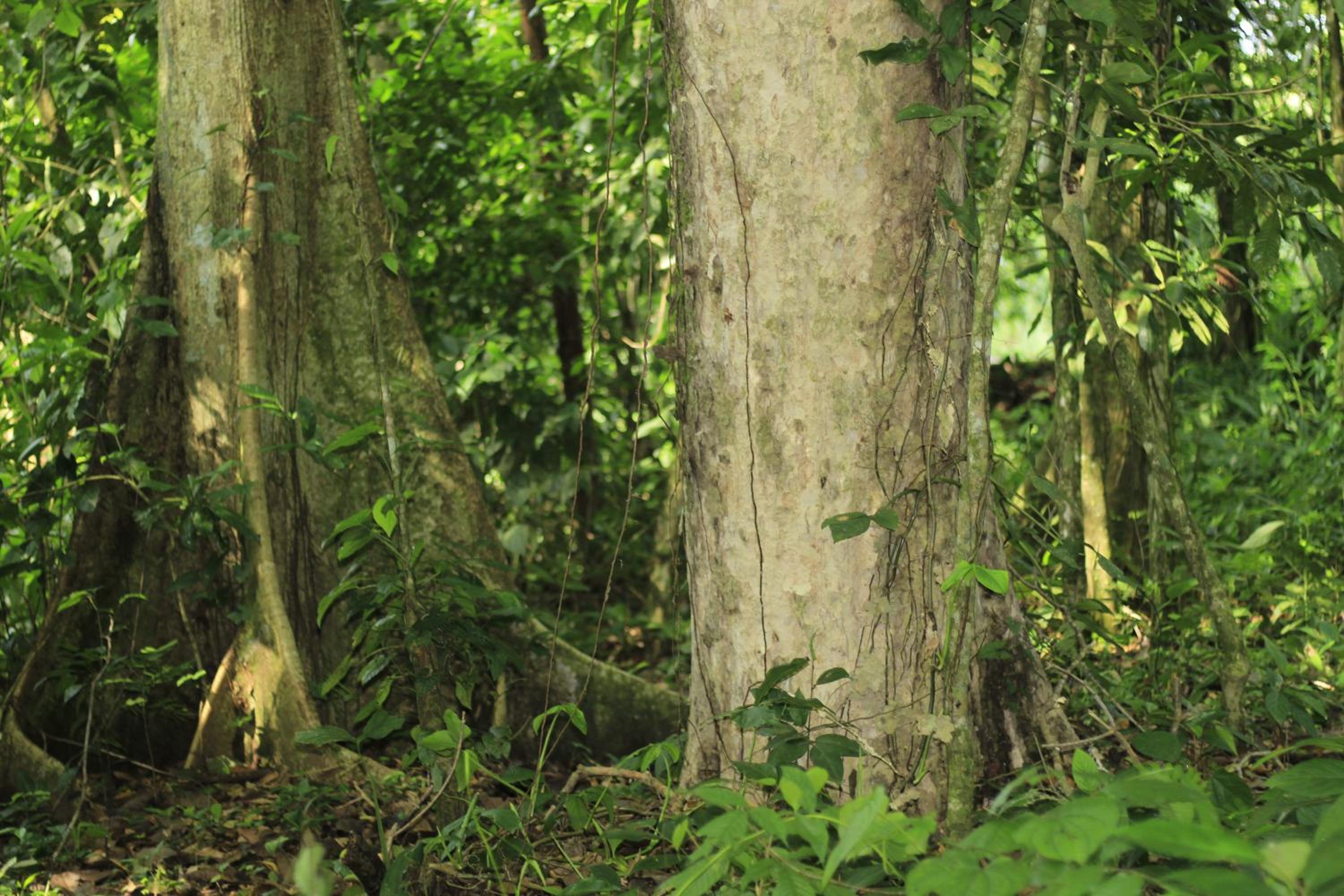 La Casa del Río/La Fortuna/Volcán Arenal