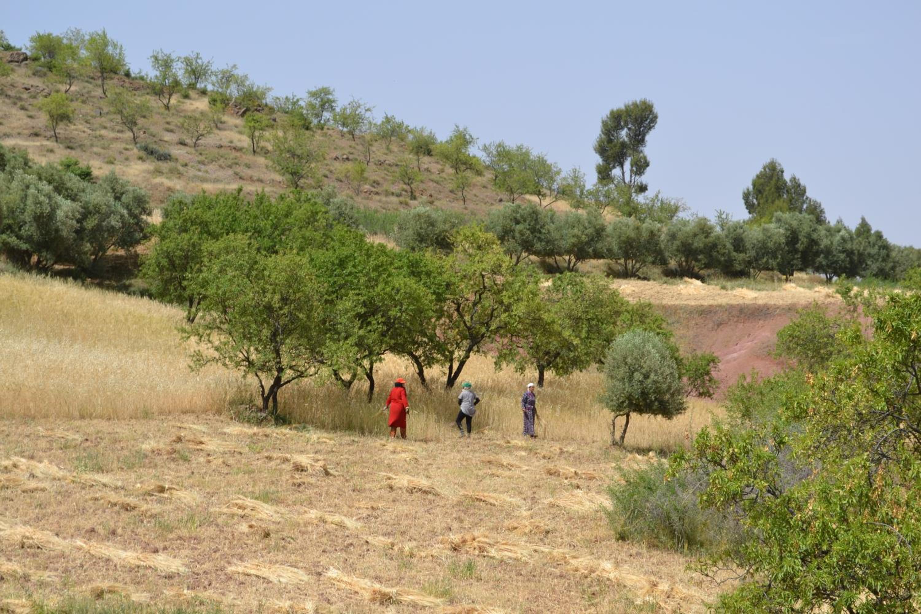 Photo 44