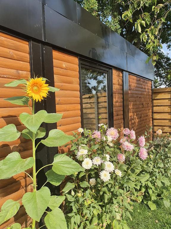 Houten huisje tussen paarden