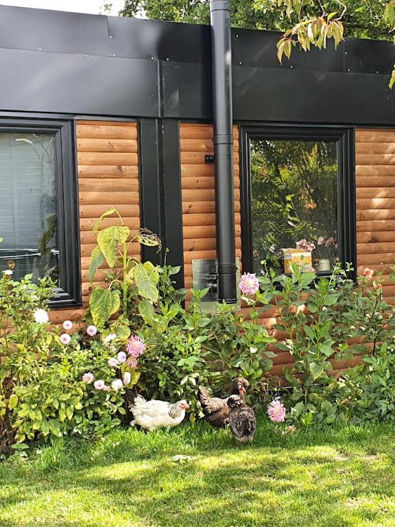 Houten huisje tussen paarden