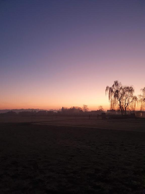 Houten huisje tussen paarden