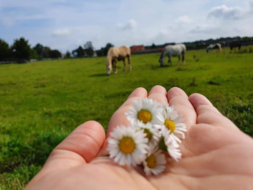 Houten huisje tussen paarden