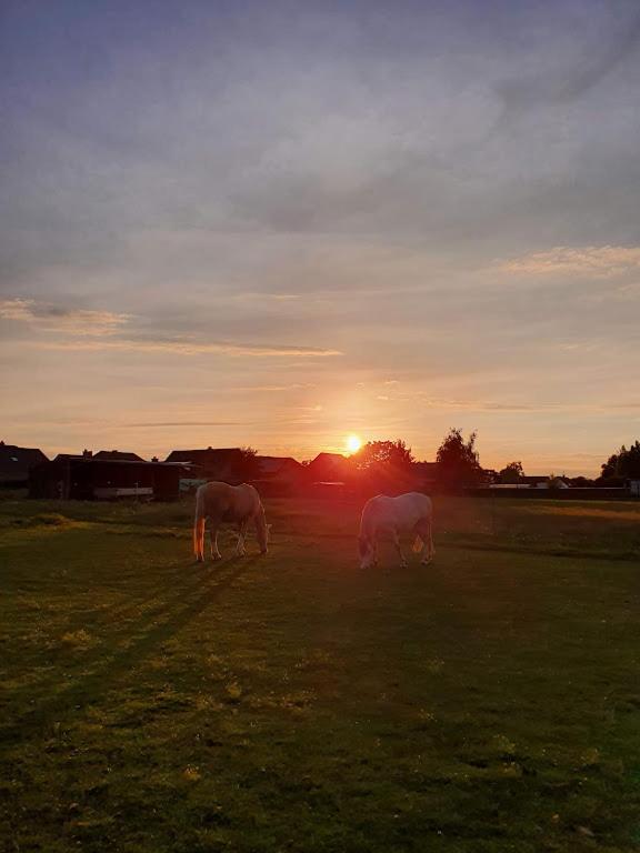 Houten huisje tussen paarden