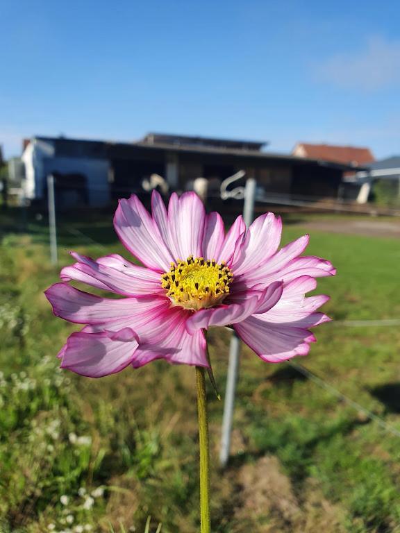 Houten huisje tussen paarden