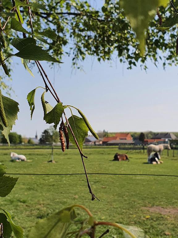 Houten huisje tussen paarden