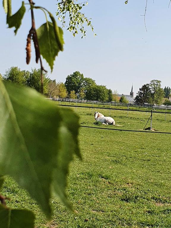 Houten huisje tussen paarden