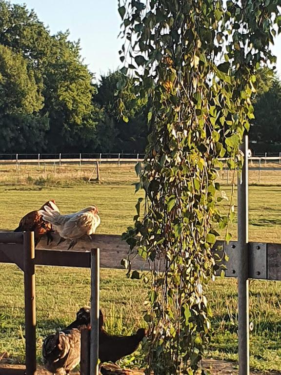 Houten huisje tussen paarden
