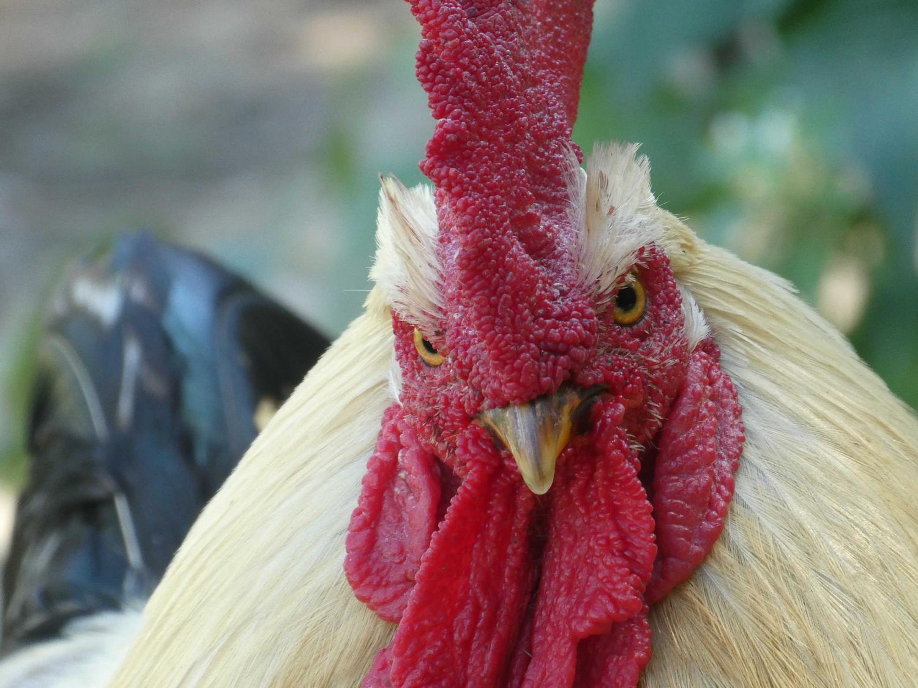 Houten huisje tussen paarden