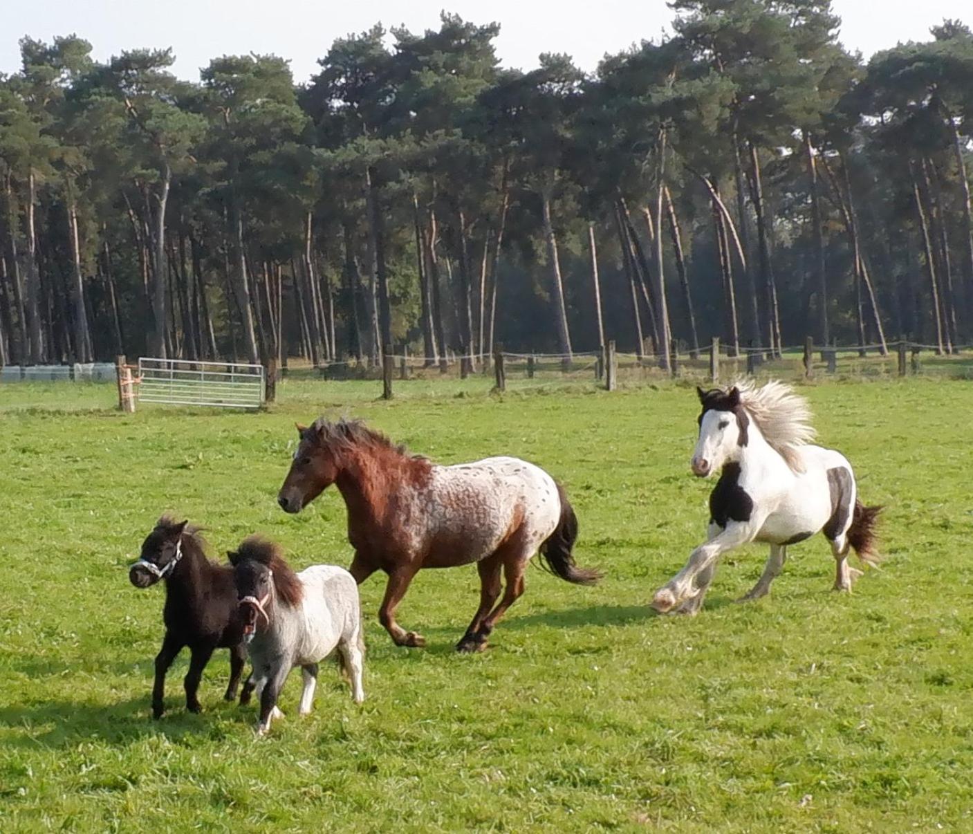 Hoeve Megusta