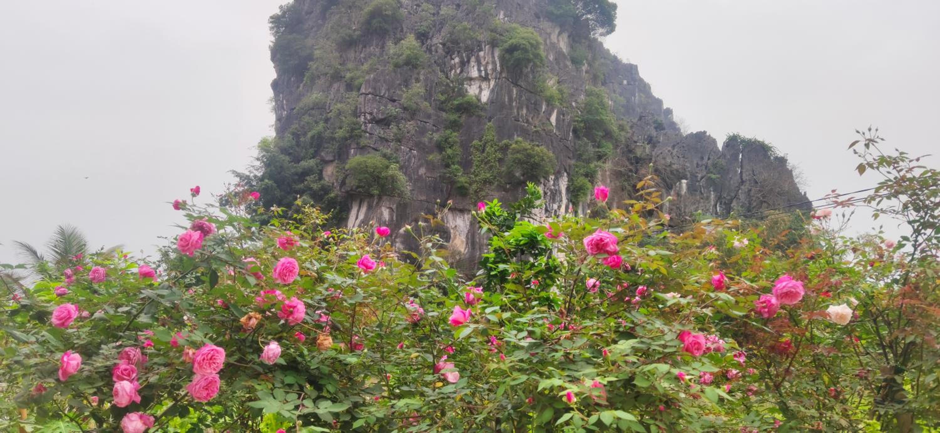 Tam Coc Eco Field Nest By ANMS GROUP