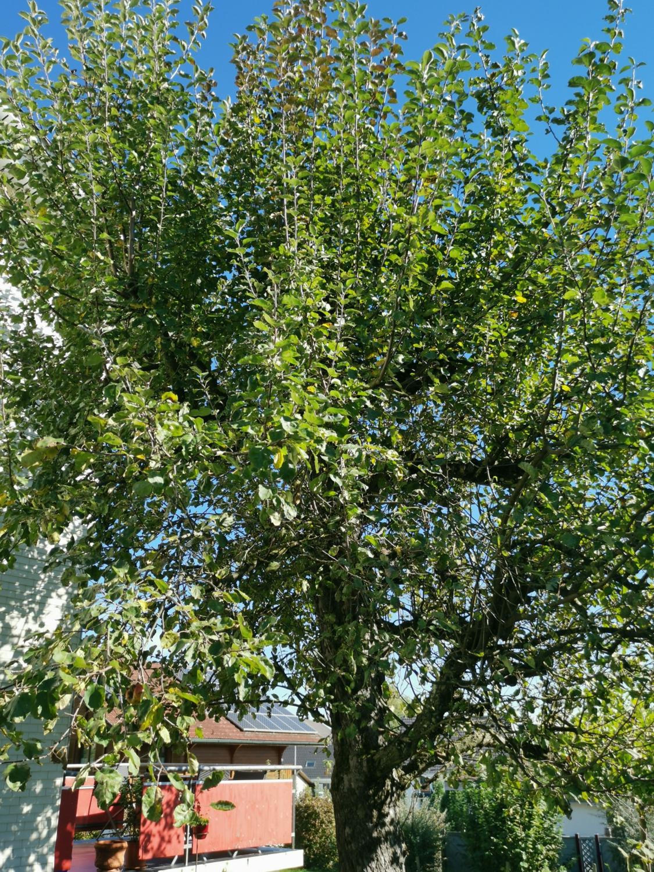 Jurastei 16
