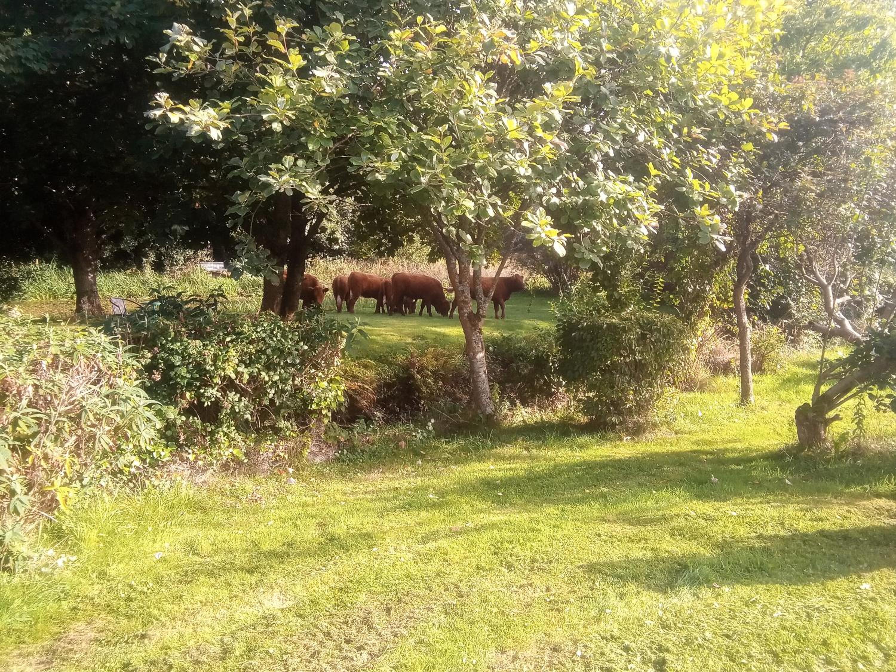 Pandy cymunod