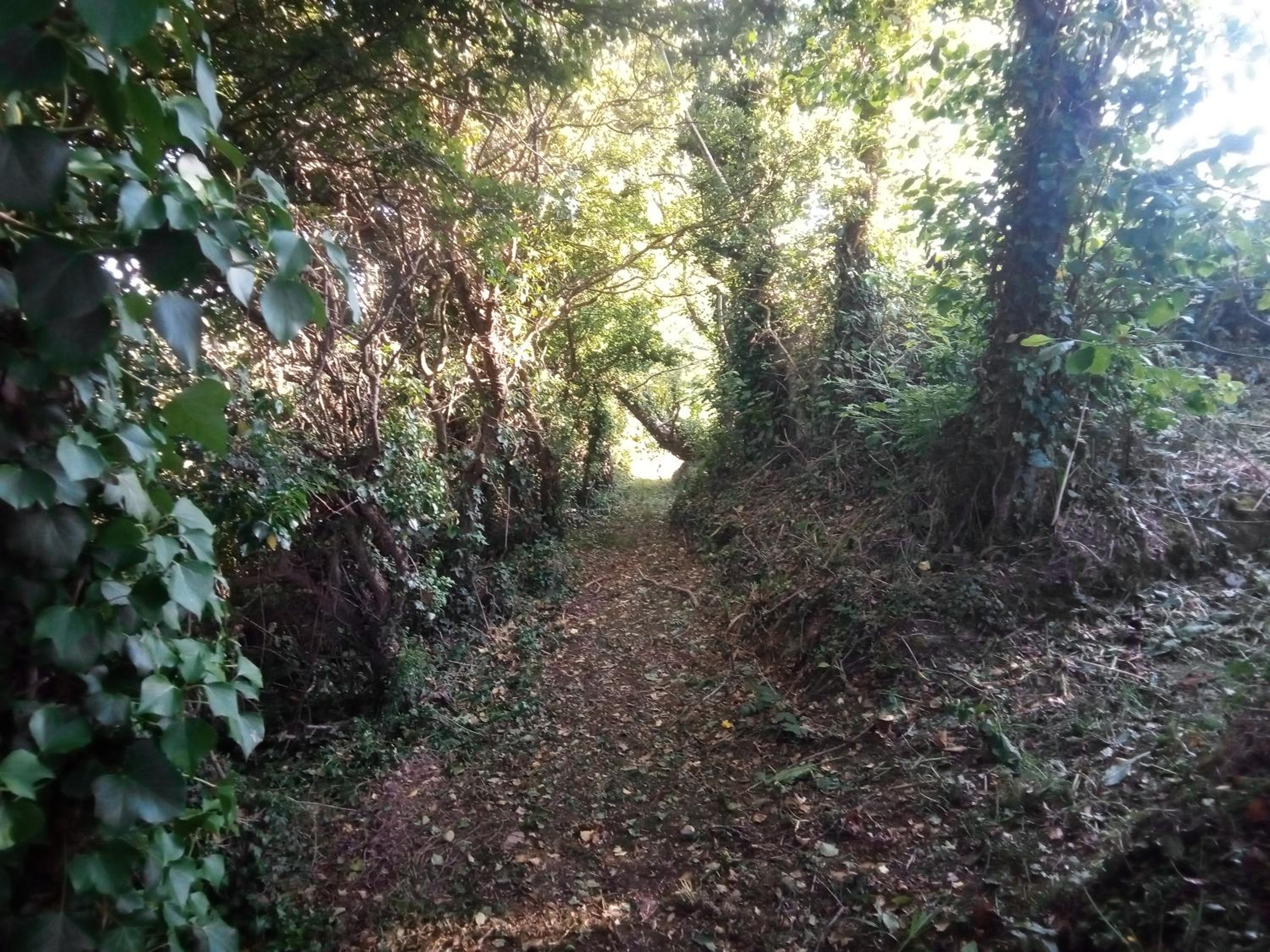 Pandy cymunod