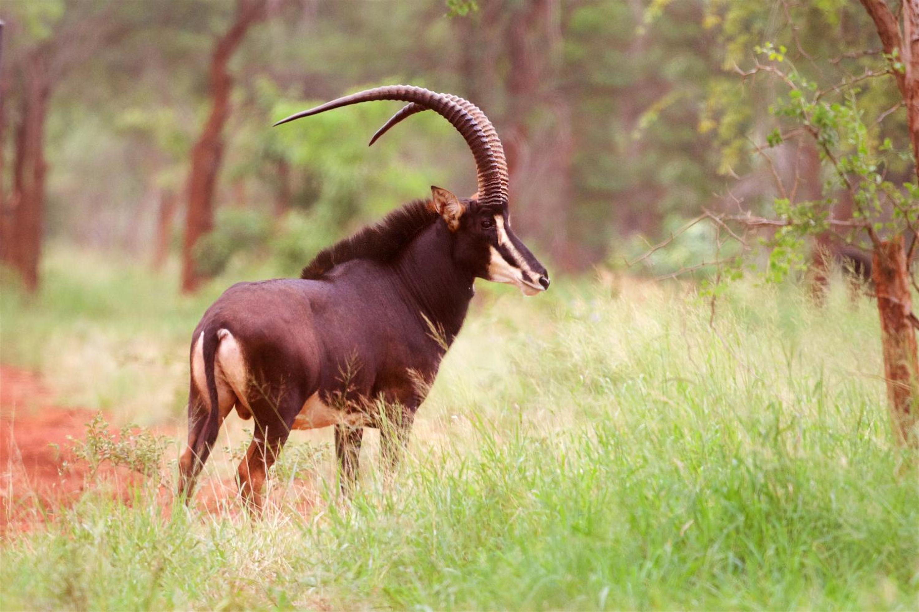 Kilima Private Game Reserve & Spa