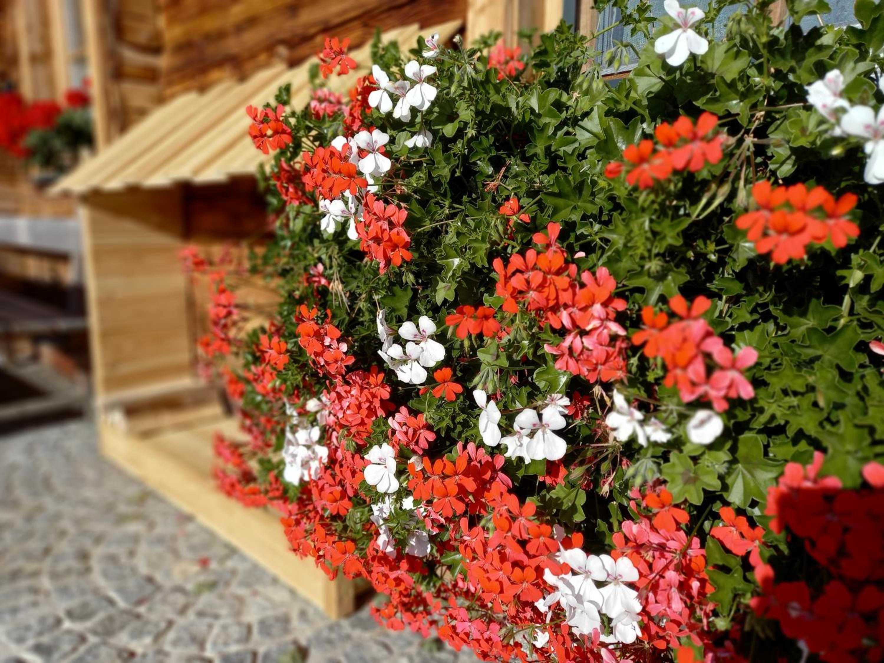 Almchalet Schuster