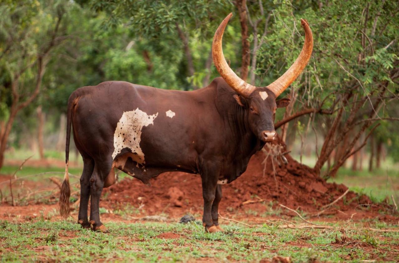 Kilima Private Game Reserve & Spa
