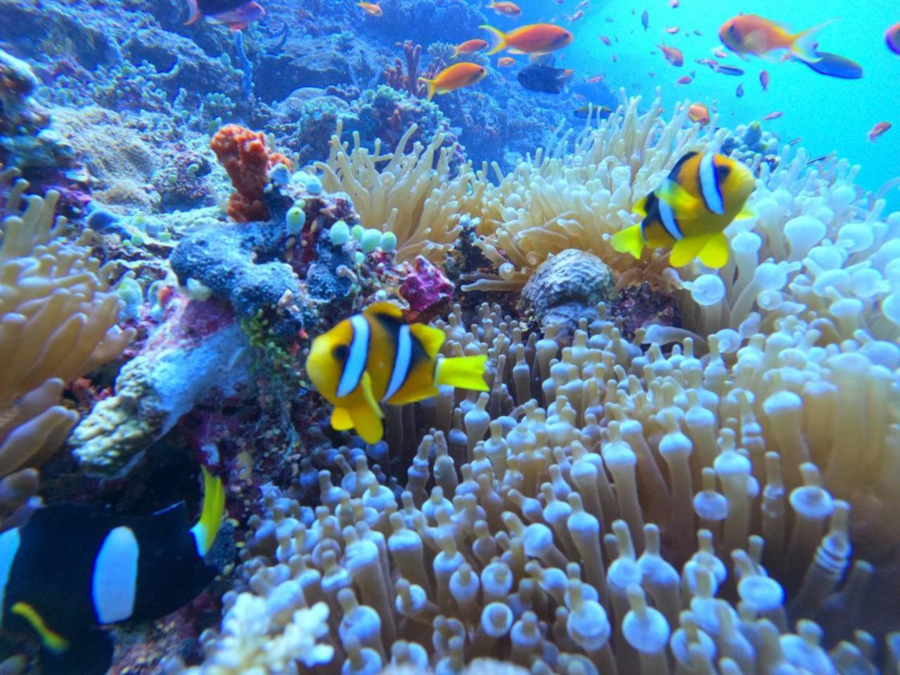 White Coral Rasdhoo