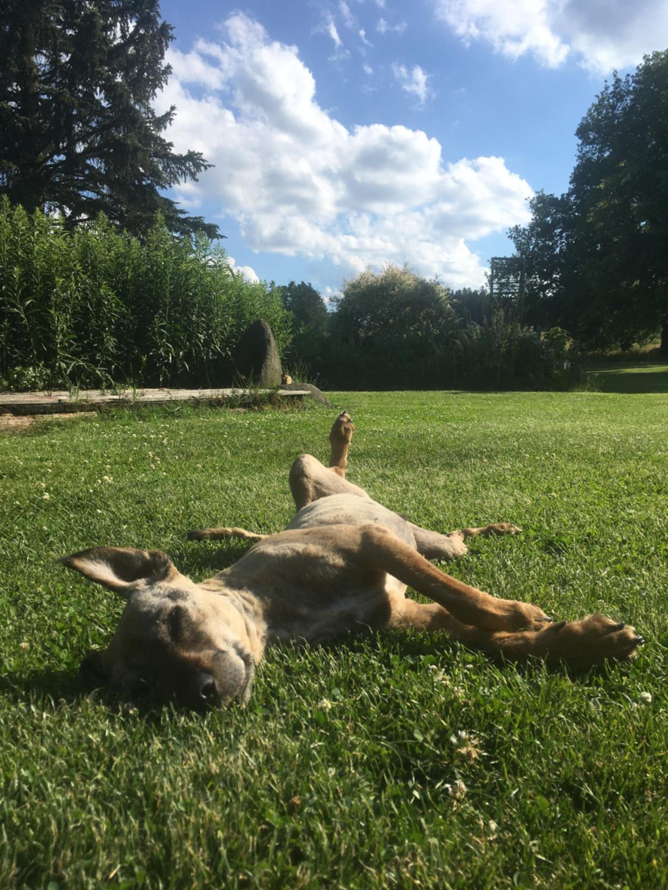 Einzigartige Ferienwohnungen mit 3 und 2 Schlafzimmern