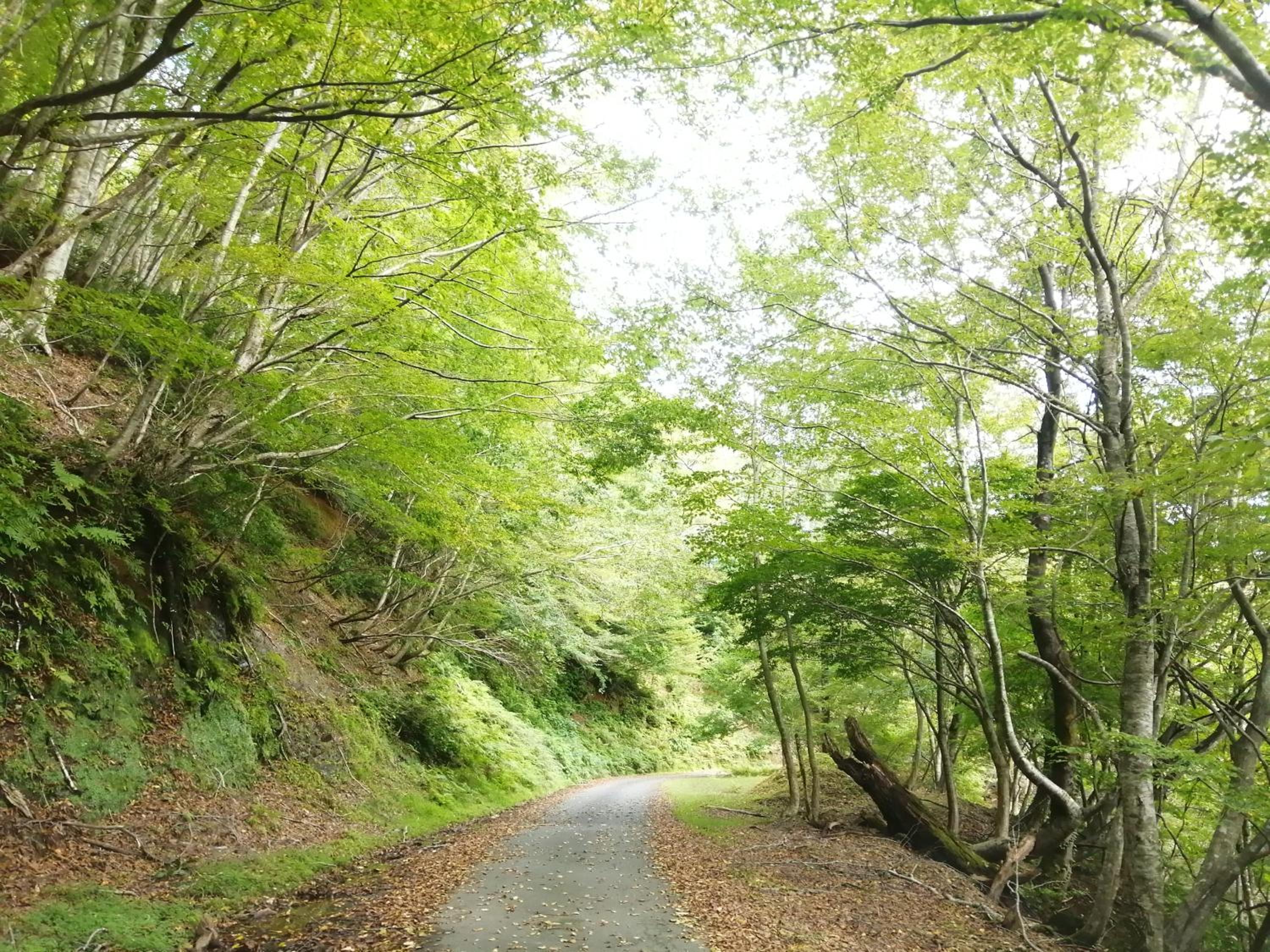 Photo 46