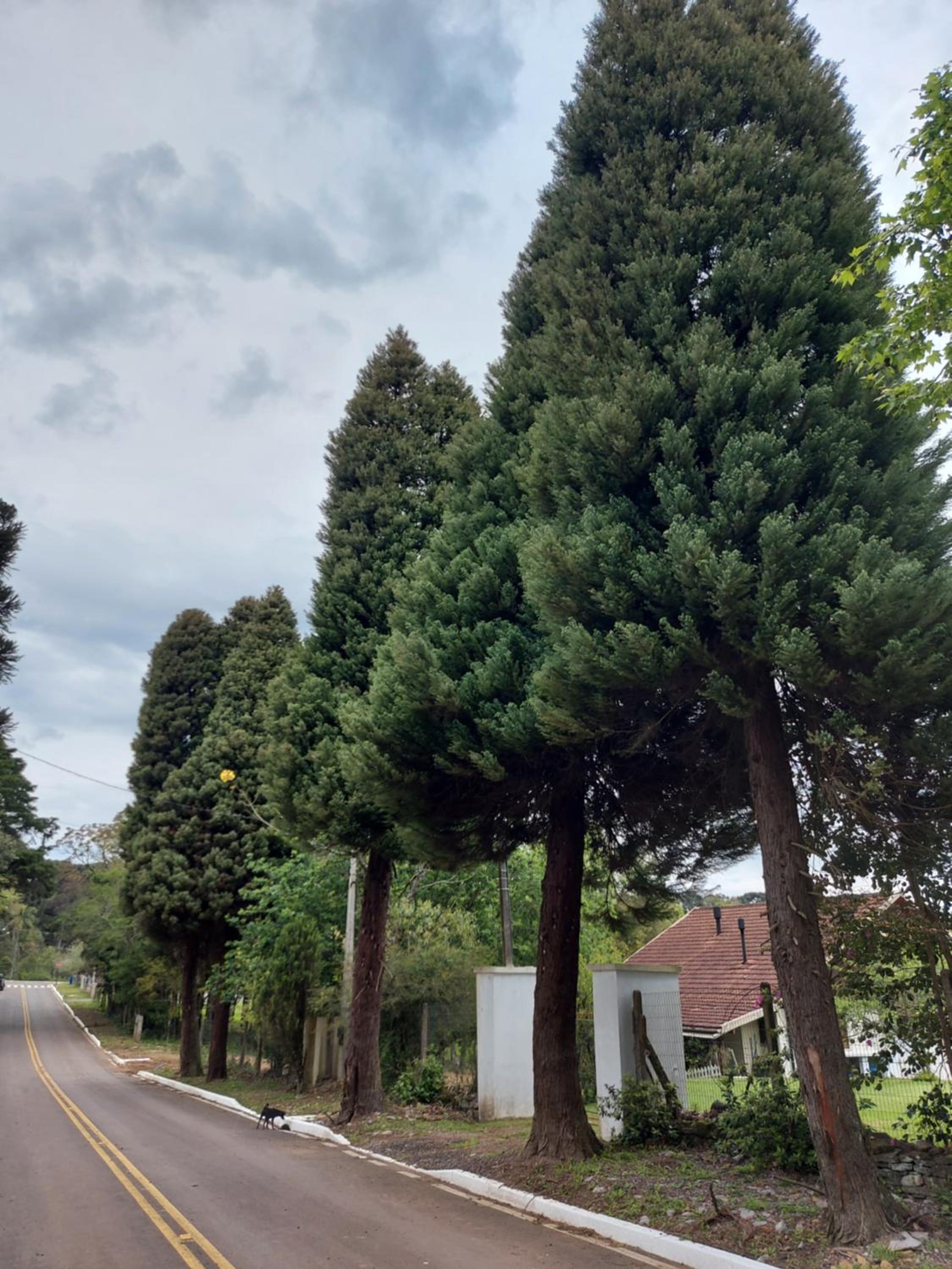 Chalés Alpes do Vale- Gramado